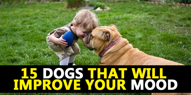 15 Dogs That Will Improve Your Mood