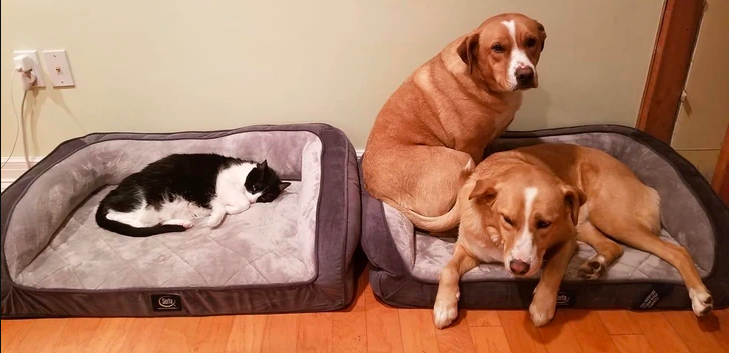 dog bed and cat